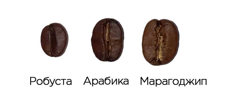 Основные характеристики robusta