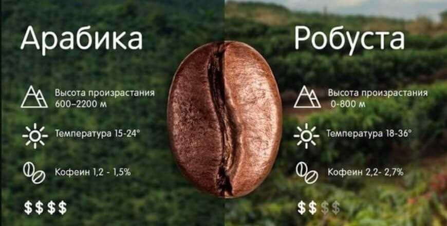 Разница между robusta и арабика