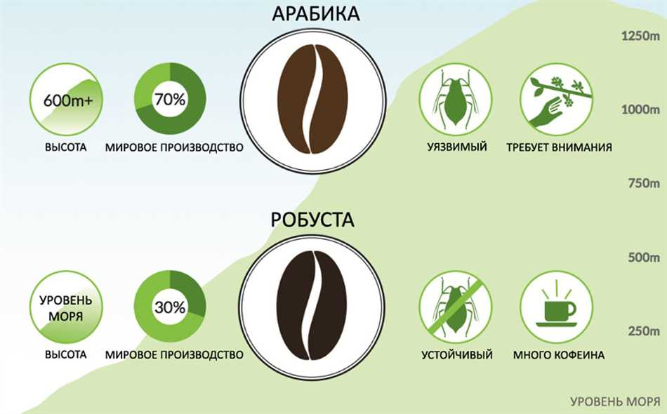 Определение робусты в мире кофе