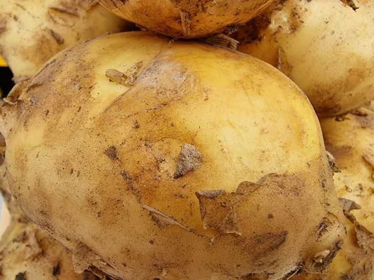 Почему картошка не пропекается. Старая картошка. Ботва у картофеля подморозило. Картошка дряхлая. Беларусь картошка.