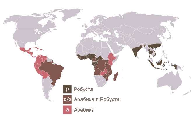 Где произрастает кофе робуста?