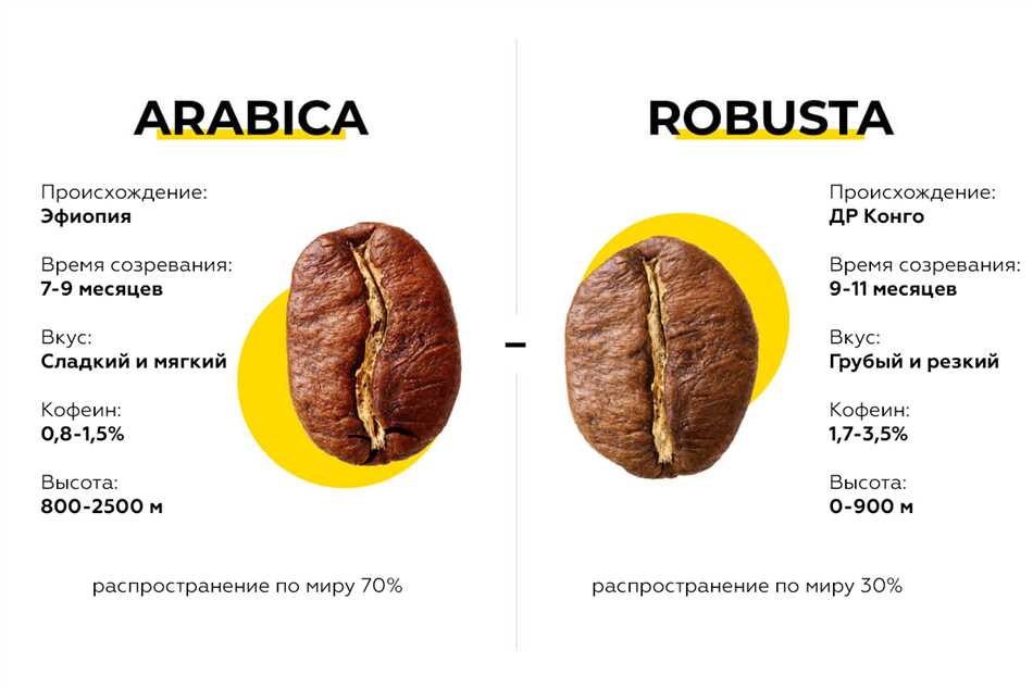 Выбор между арабикой и робустой зависит от ваших предпочтений вкуса и аромата кофе. Это как выбор между белым и черным шоколадом - один более нежный и изысканный, другой - более грубый и крепкий. В итоге, правильный выбор кофейных зерен зависит от вас и того, что вы ищете в чашке своего утреннего кофе.