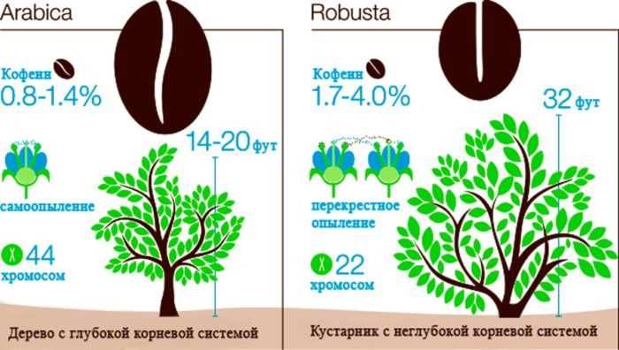 Какие виды кофейных деревьев существуют?