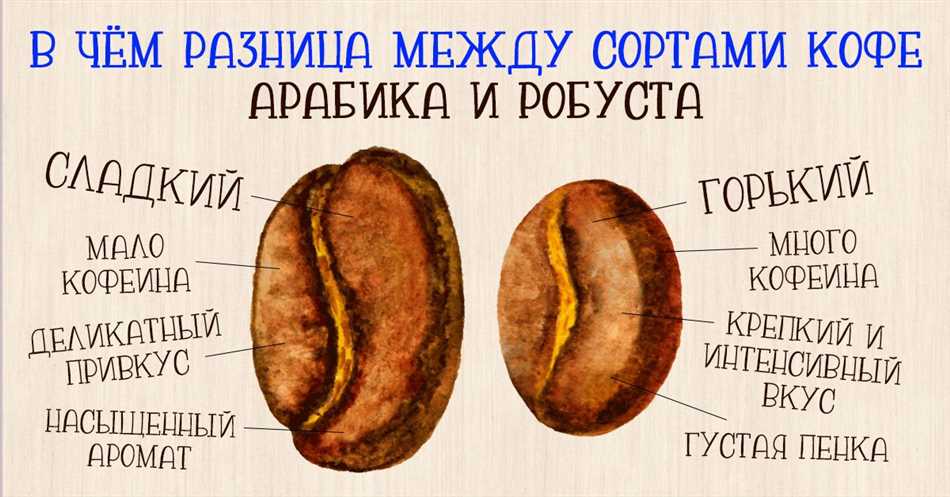 Особенности растения робуста