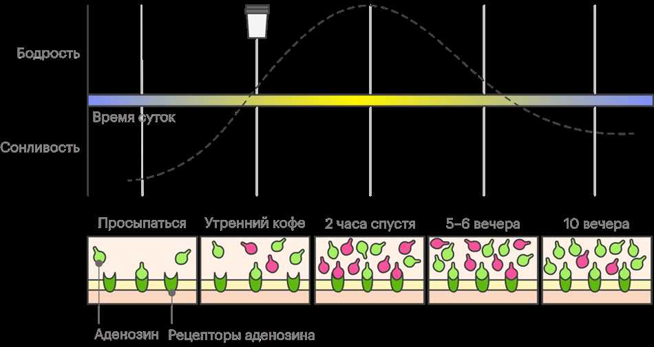 Воздействие кофе на рецепторы глутамата