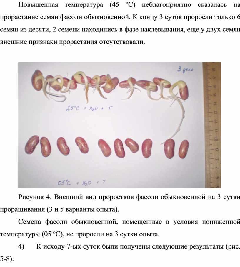 Узнайте, когда начинается прорастание фасоли