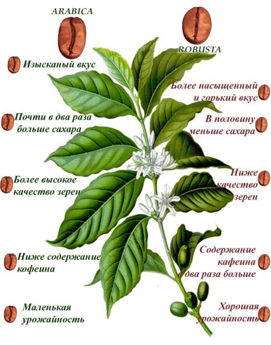 Основные сорта кофе в зернах в мире