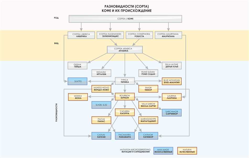 Описание основных характеристик кофейных деревьев